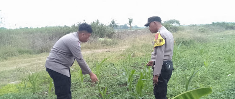 Bhabinkamtibmas Monitoring Pekarangan Ketahanan Pangan di Desa Sukrawetan